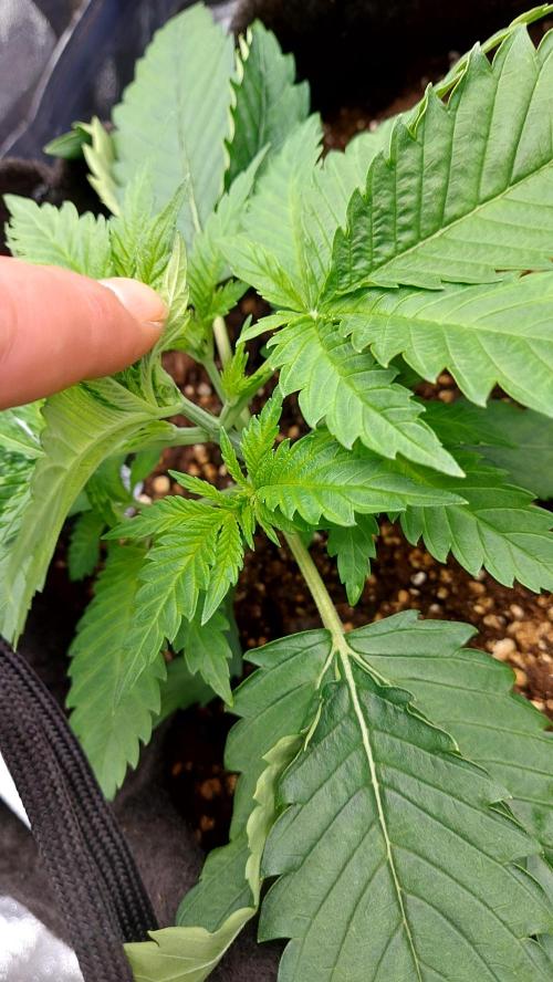 RF3 CHERY COLA. Week 4