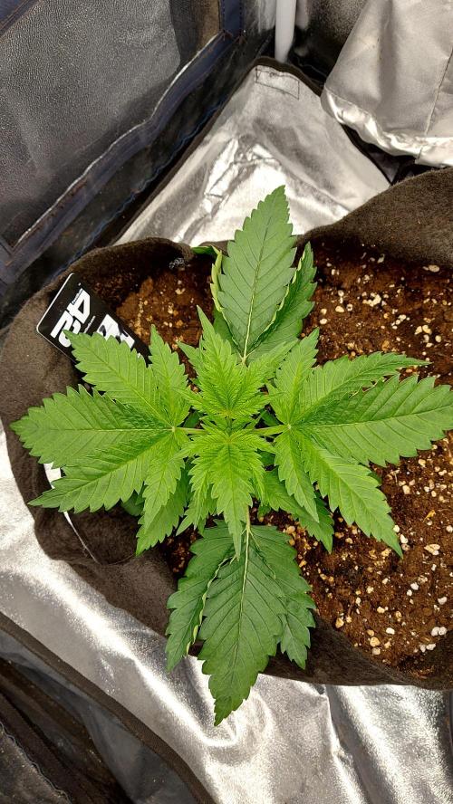 RF3 CHERY COLA. Week 4