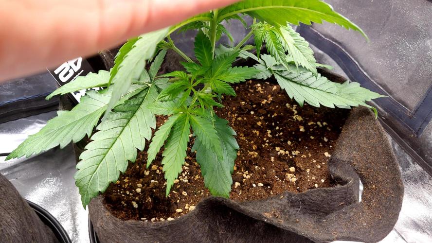 RF3 CHERY COLA. Week 4