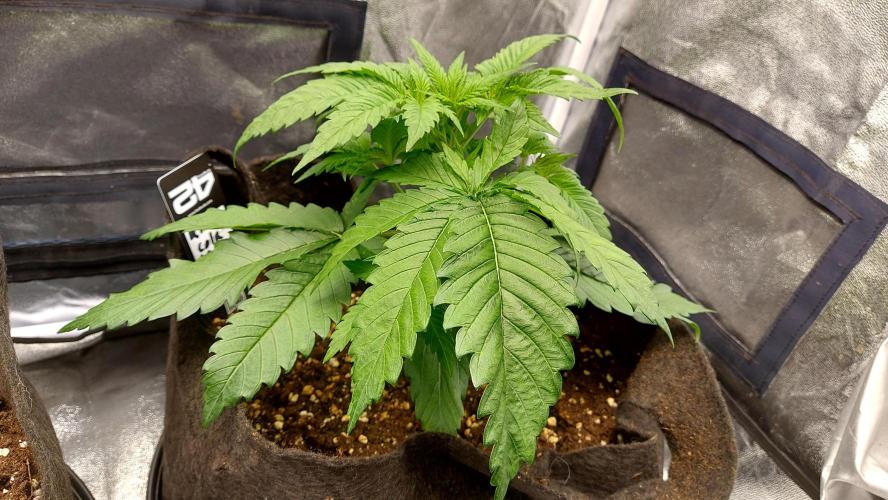 RF3 CHERY COLA. Week 4