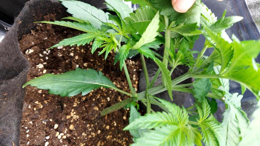 RF3 CHERY COLA. Week 4