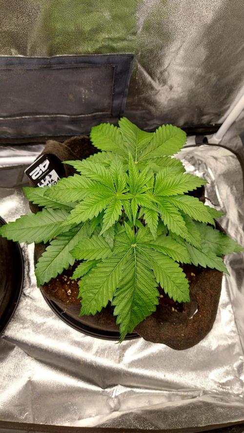 RF3 CHERY COLA. Week 4