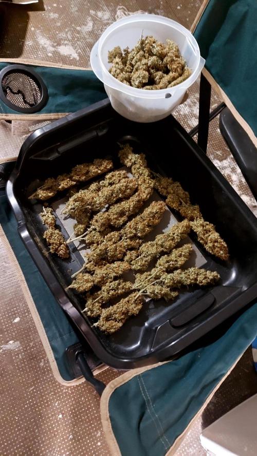 autoflower gorilla cookies fastbud. Week 8