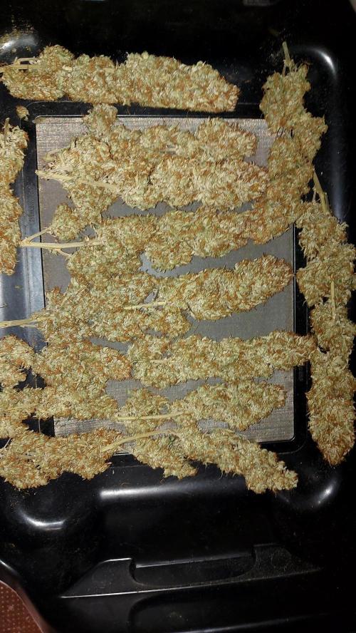 autoflower gorilla cookies fastbud. Week 8 - grande tête 