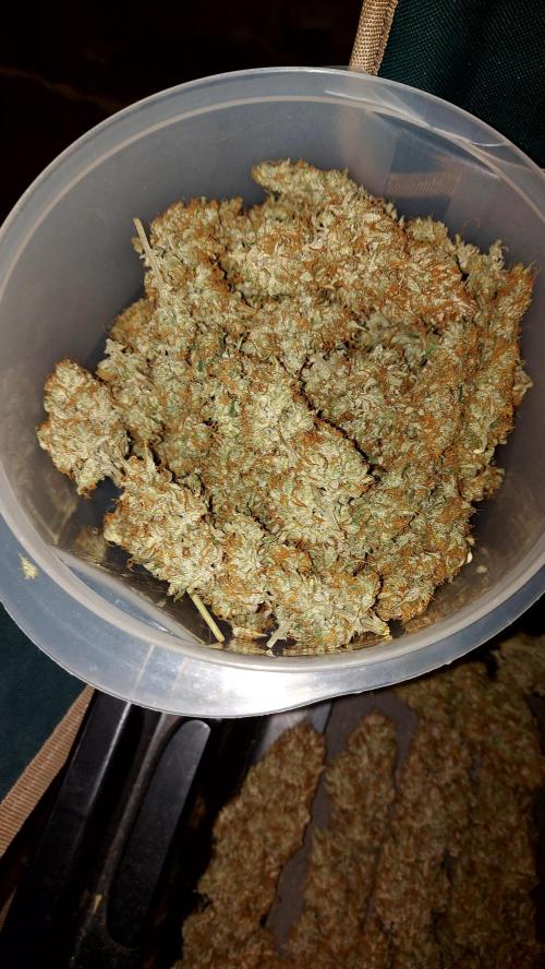 autoflower gorilla cookies fastbud. Week 8 - petite tête 