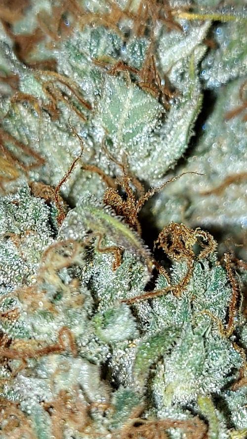 autoflower gorilla cookies fastbud. Week 8