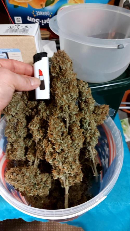 autoflower gorilla cookies fastbud. Week 8