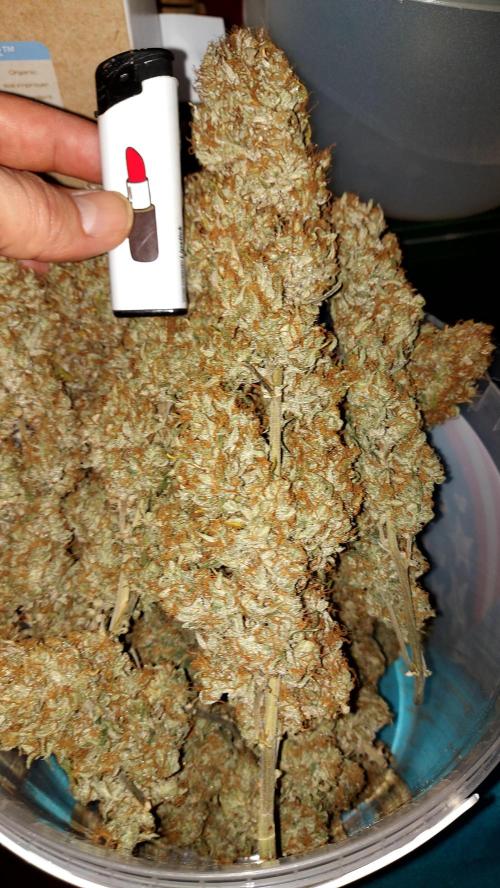 autoflower gorilla cookies fastbud. Week 8