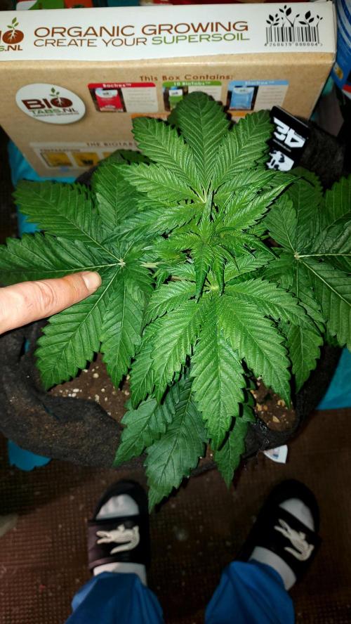 RF3 CHERY COLA. Week 4 - 13/02 