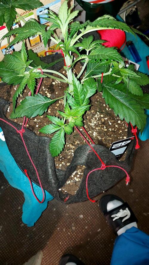 RF3 CHERY COLA. Week 4 - 13/02