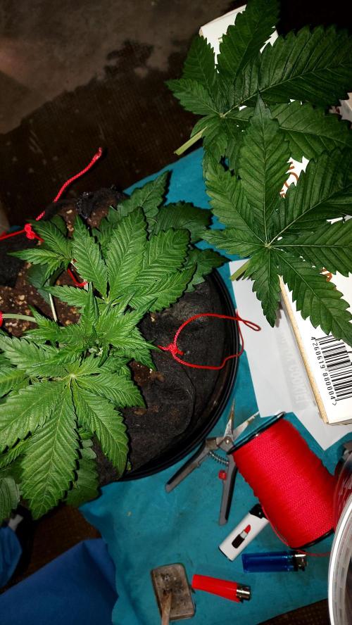 RF3 CHERY COLA. Week 4 - 13/02