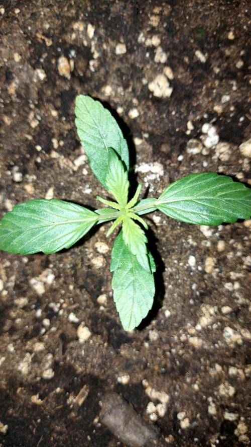 wham boom auto 1. Week 1 - trèfle à 4 feuilles