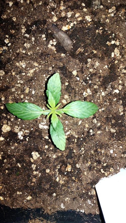 wham boom auto 1. Week 1 - trèfle 🍀 