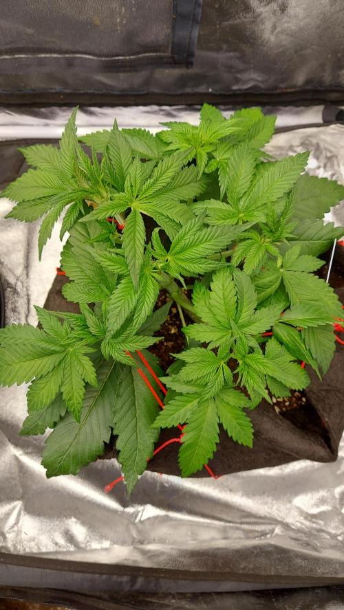 RF3 CHERY COLA. Week 4 - 15/02
plante 1