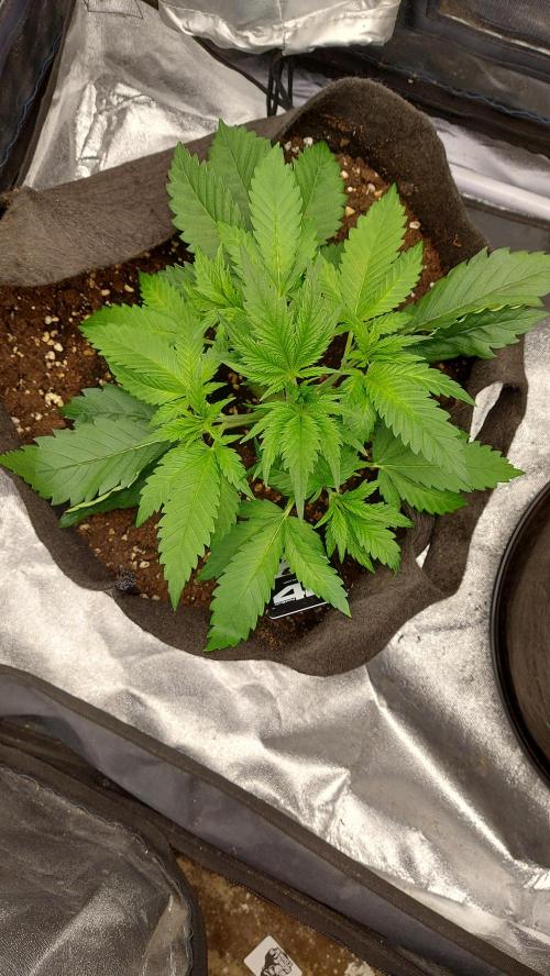 RF3 CHERY COLA. Week 4 - 15/02
plante 2