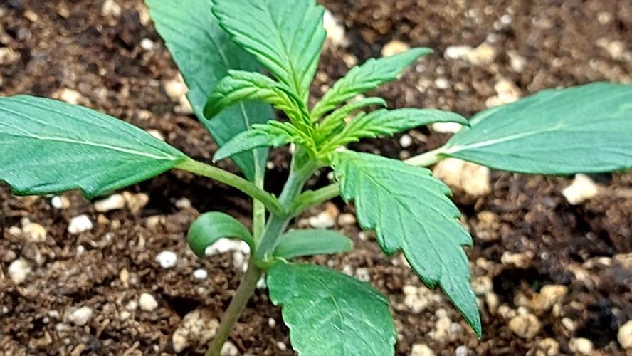 wham boom auto 1. Week 2