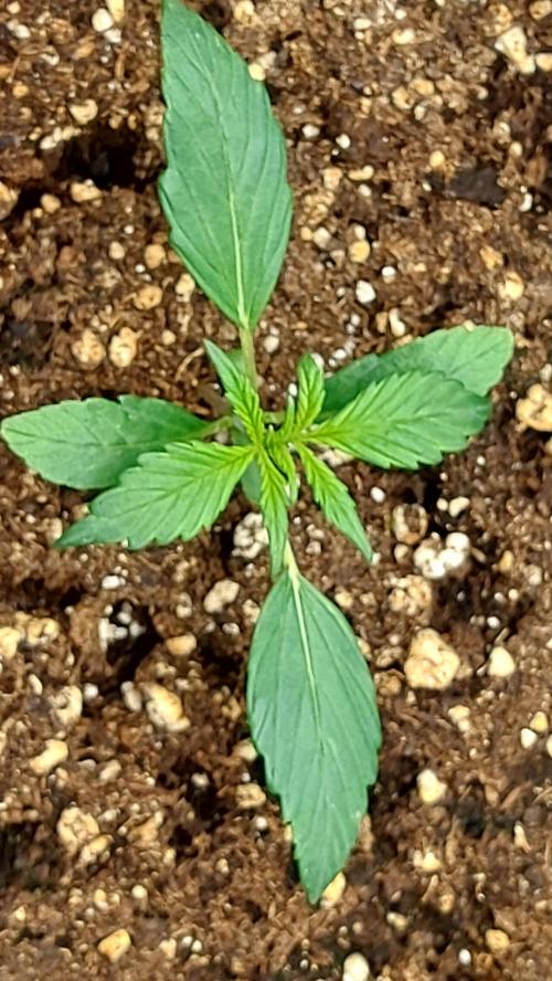 wham boom auto 1. Week 2