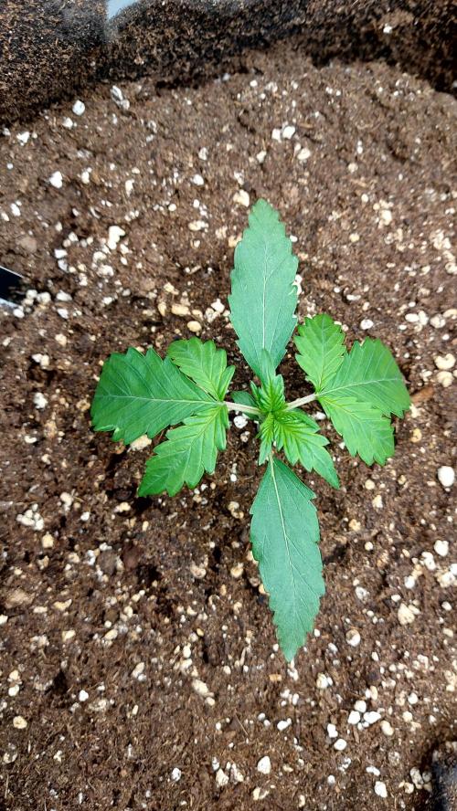 WHAM BOOM 2 AUTOFLORAISON. Week 2