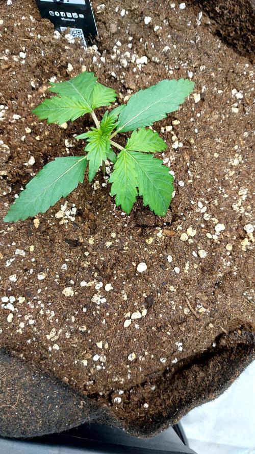 WHAM BOOM 2 AUTOFLORAISON. Week 2