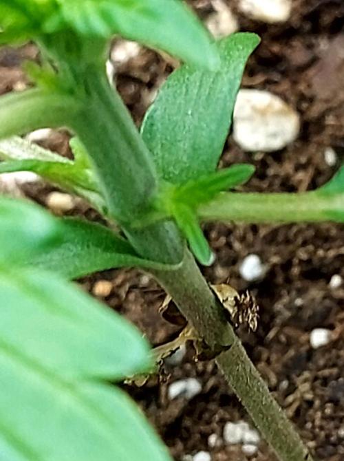 WHAM BOOM 2 AUTOFLORAISON. Week 2