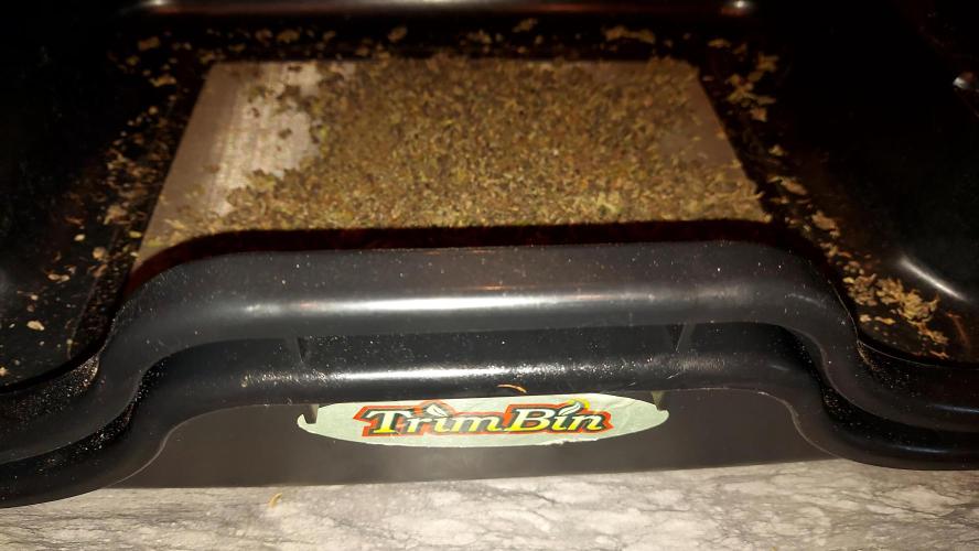 extraction dry shift hasch. Week 1