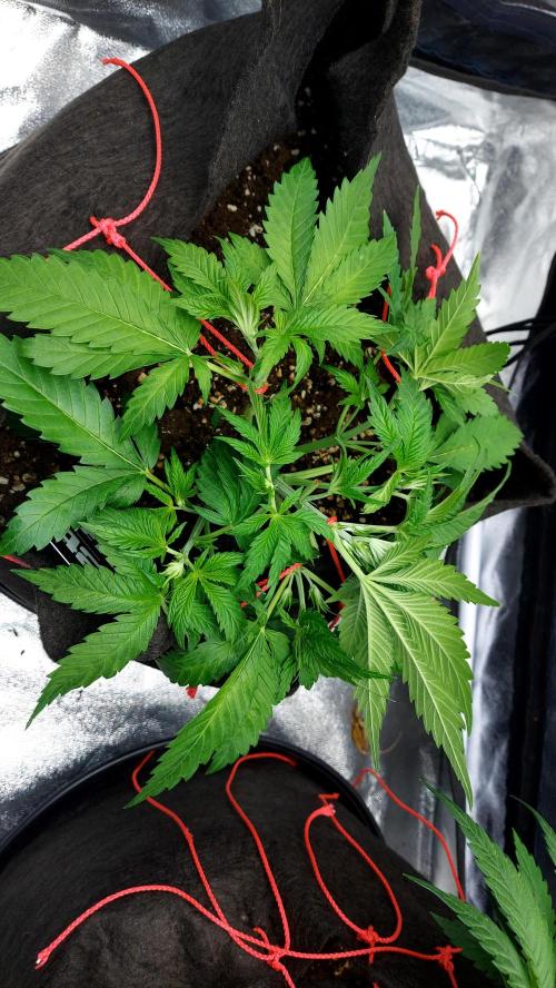 RF3 CHERY COLA. Week 4 - 18/02