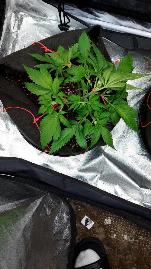 RF3 CHERY COLA. Week 4 - 18/02