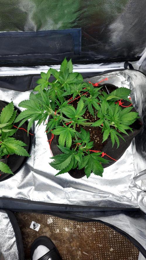 RF3 CHERY COLA. Week 4 - 18/02