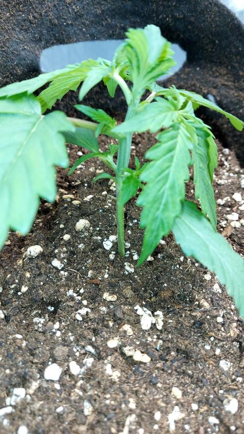 WHAM BOOM 2 AUTOFLORAISON. Week 2 - 20/02