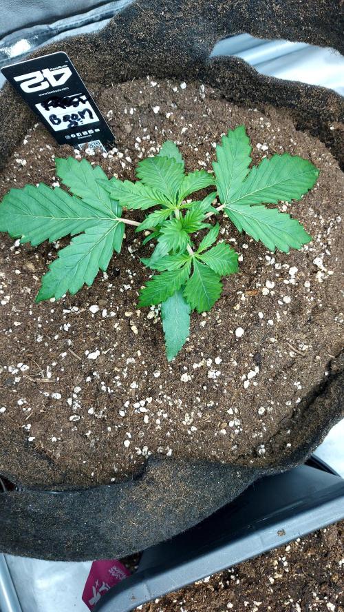 WHAM BOOM 2 AUTOFLORAISON. Week 2 - 20/02