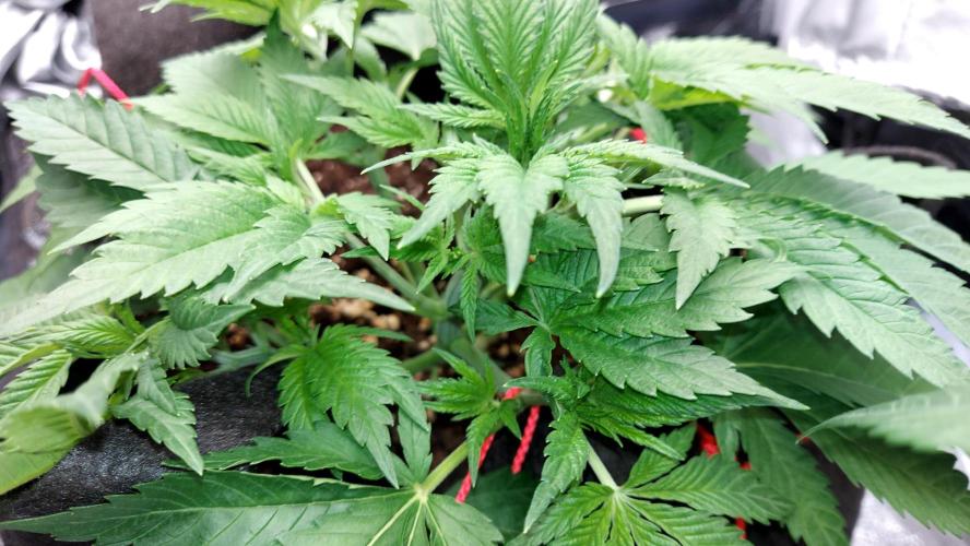 RF3 CHERY COLA. Week 5 - petite