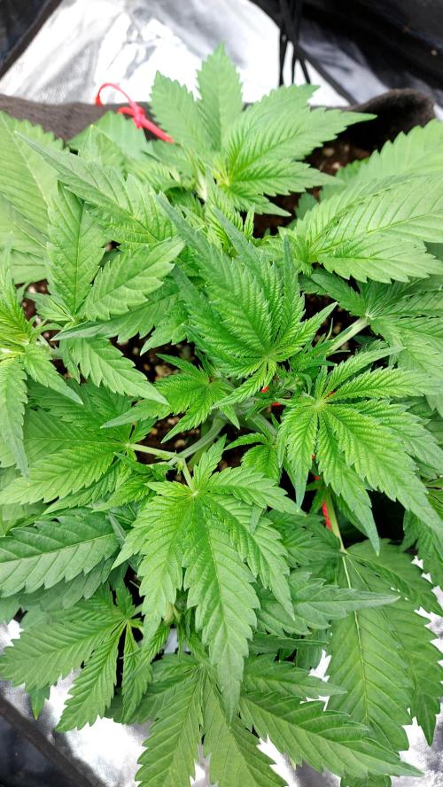 RF3 CHERY COLA. Week 5 - petite