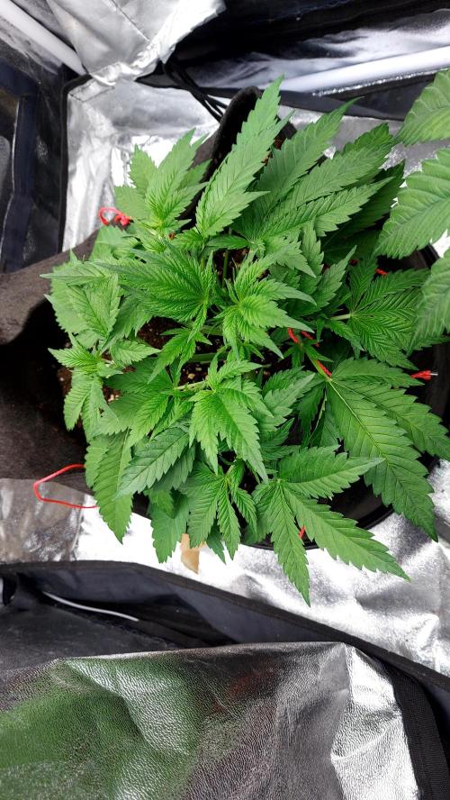 RF3 CHERY COLA. Week 5 - petite