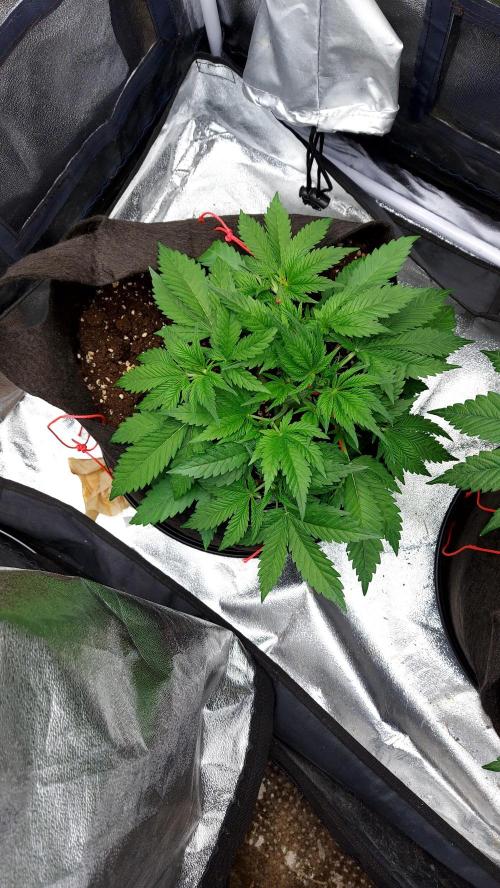 RF3 CHERY COLA. Week 5 - petite