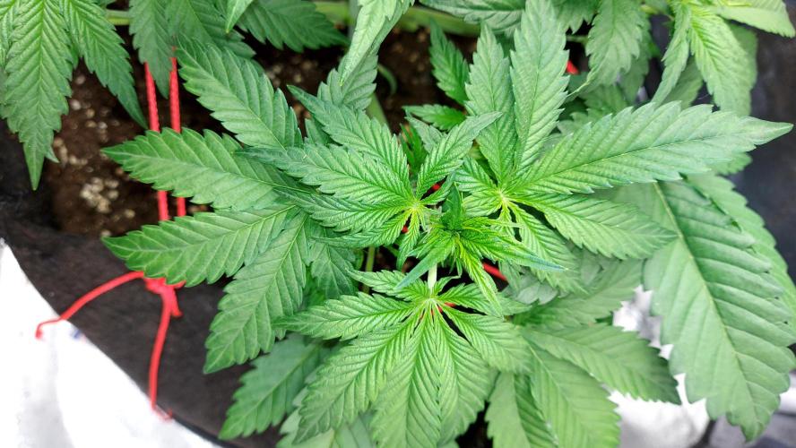 RF3 CHERY COLA. Week 5 - grande