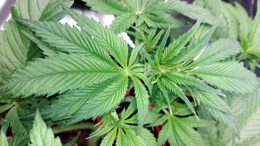 RF3 CHERY COLA. Week 5 - grande