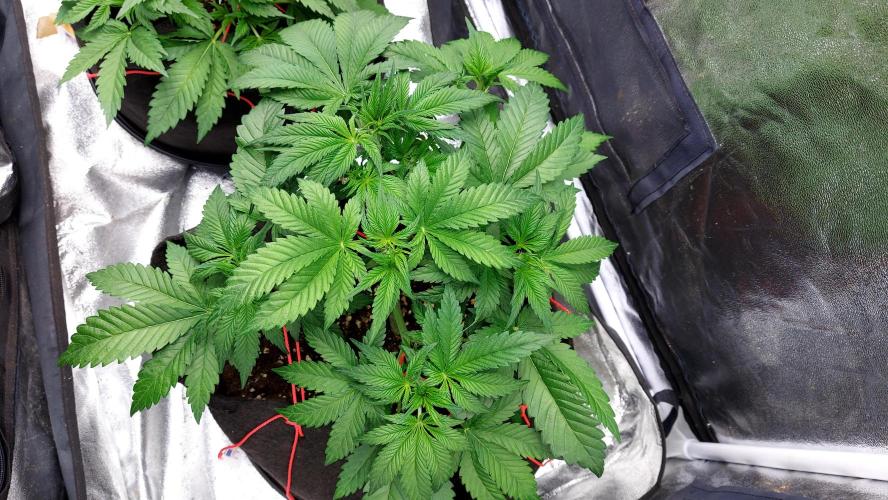 RF3 CHERY COLA. Week 5 - grande 