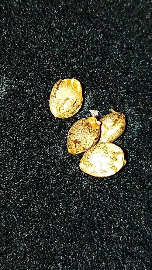 📖  l'Oasis : Permanent White Marker. Week 0 - permanent white marker