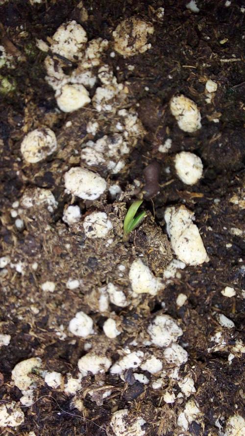 📖  l'Oasis : Permanent White Marker. Week 0