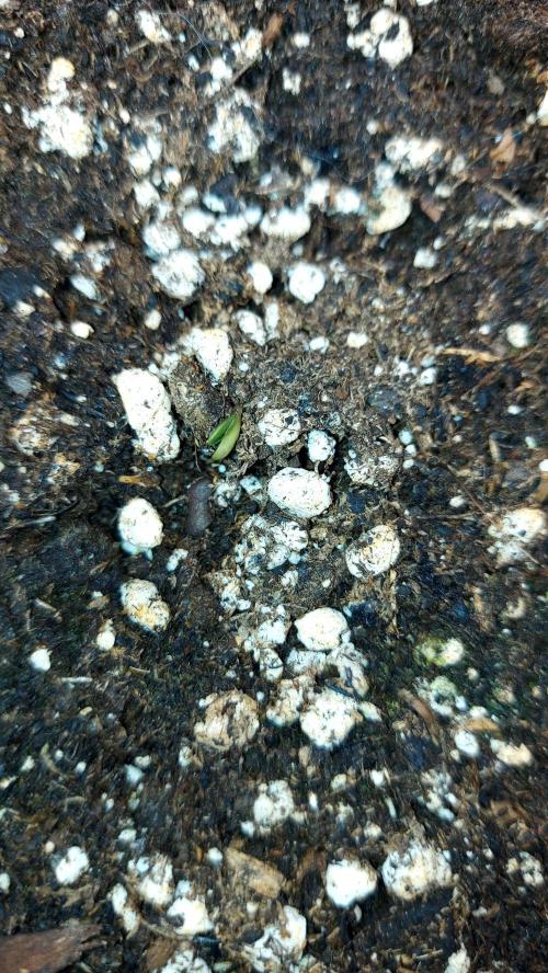 📖  l'Oasis : Permanent White Marker. Week 0