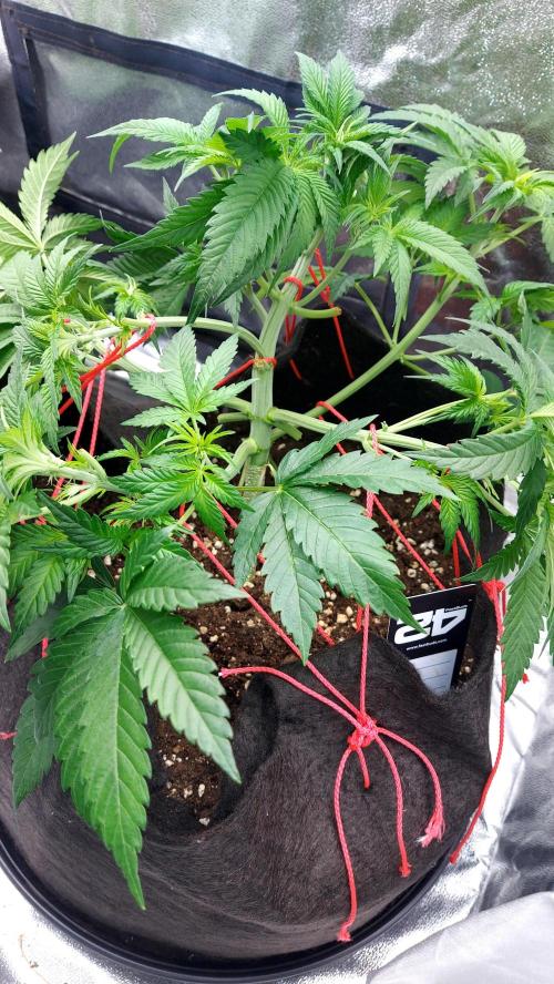 RF3 CHERY COLA. Week 5 - 21/02 plante 1