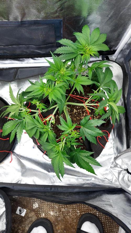 RF3 CHERY COLA. Week 5 - 21/02 plante 1