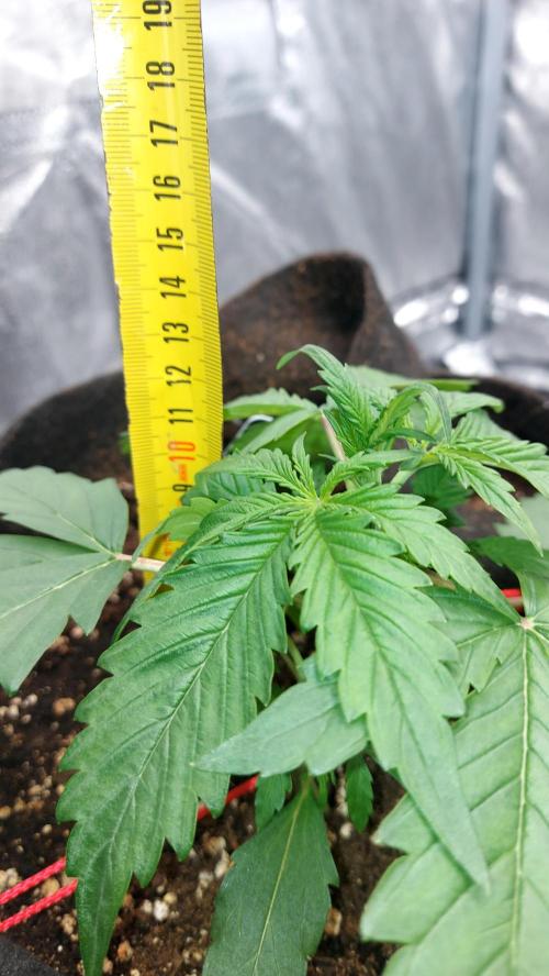 WHAM BOOM 2 AUTOFLORAISON. Week 3 - taille 14 cm