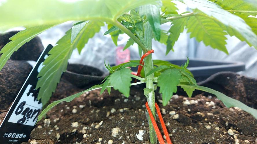 WHAM BOOM 2 AUTOFLORAISON. Week 3 - leger lst pour pénétré la lumière 