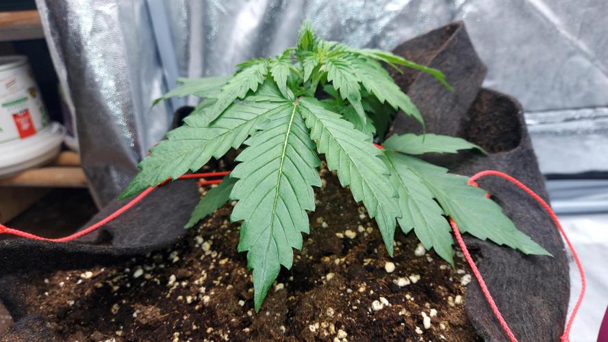 WHAM BOOM 2 AUTOFLORAISON. Week 3