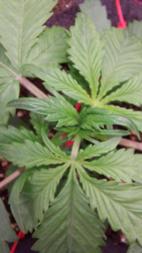 WHAM BOOM 2 AUTOFLORAISON. Week 3