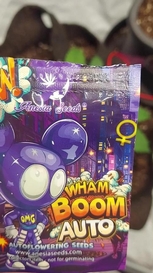 WHAM BOOM 2 AUTOFLORAISON