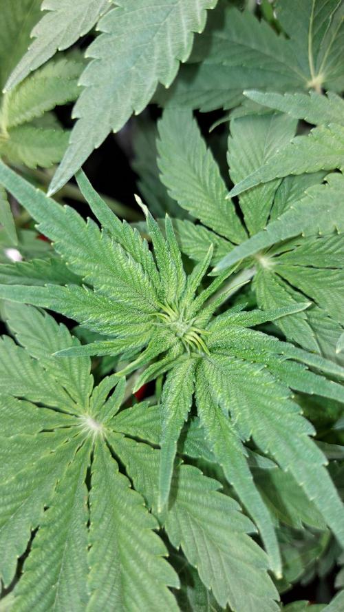 RF3 CHERY COLA. Week 6 - plante 2