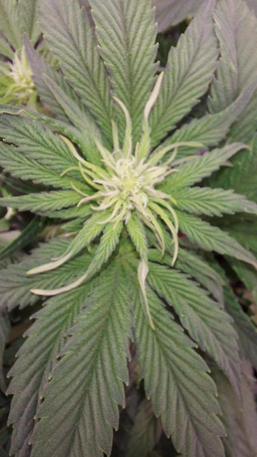 RF3 CHERY COLA. Week 6 - plante 1