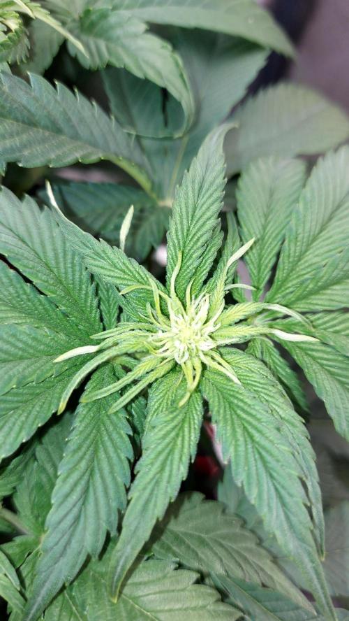 RF3 CHERY COLA. Week 6 - plante 1